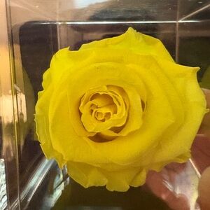Vibrant Yellow Rose in Display Case
